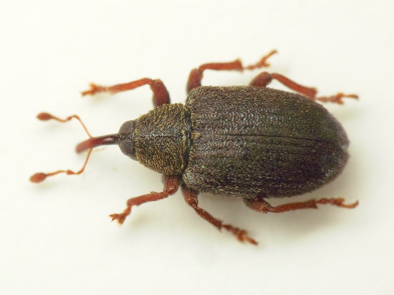 Lignyodes enucleator (Panzer, 1798)